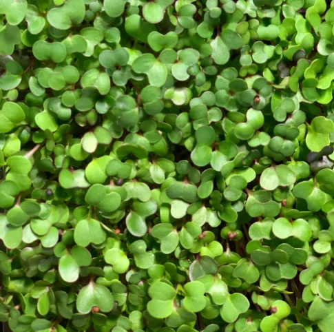 Fresh microgreens ready for culinary use