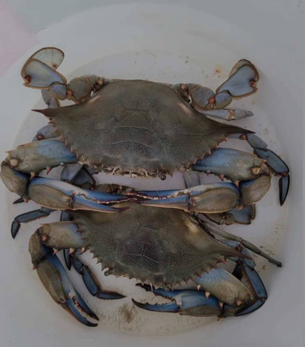 Fresh blue crabs ready for cooking in a white bowl