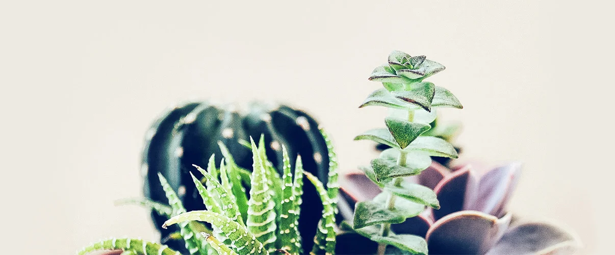 Assorted succulent plants in decorative pots