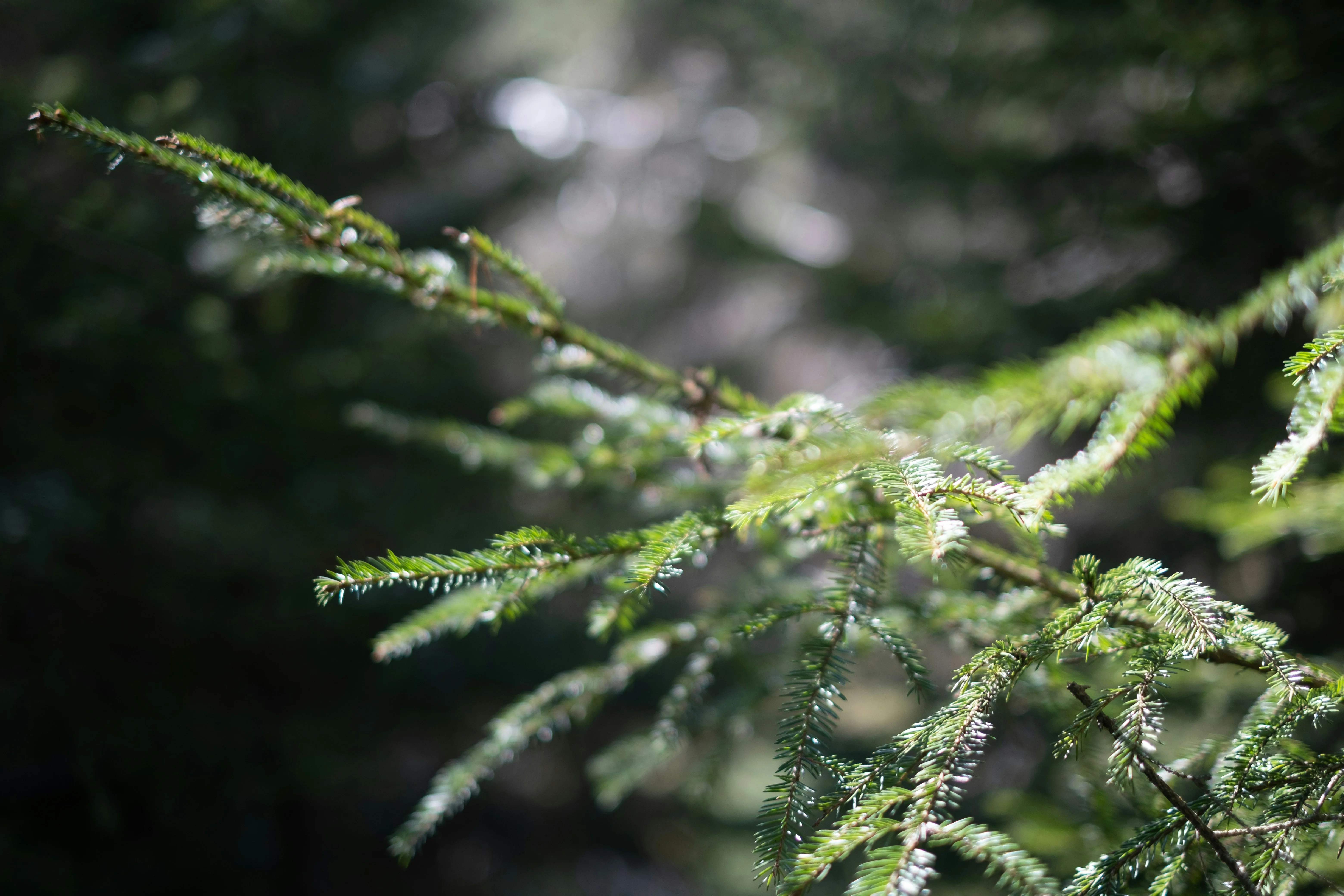 Close-up of evergreen tree branches with sunlight filtering through