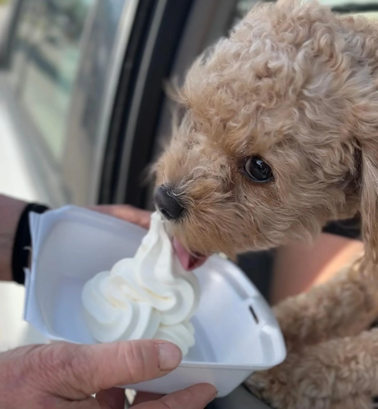 Pup Cup