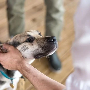 Dog being lovingly petted by a person
