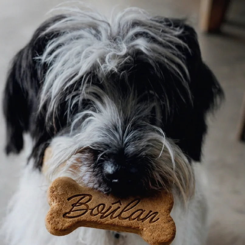 A vibrant dog-friendly restaurant with outdoor seating and happy dogs.