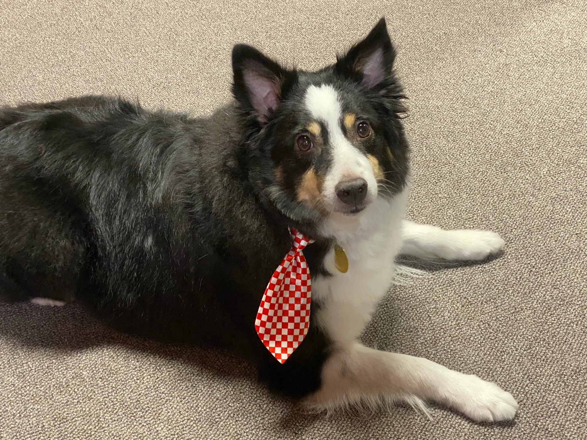Dog wearing a red checkered tie lying on a carpet