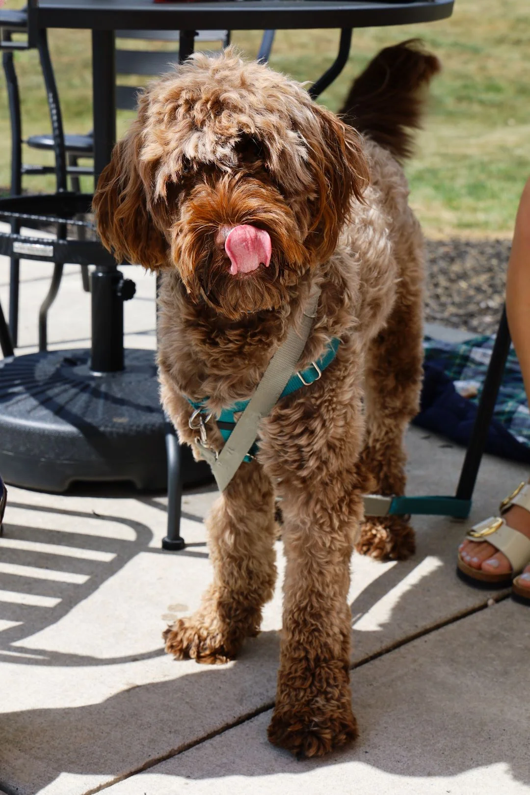 Playful dog with a curly coat enjoying a sunny day outdoors