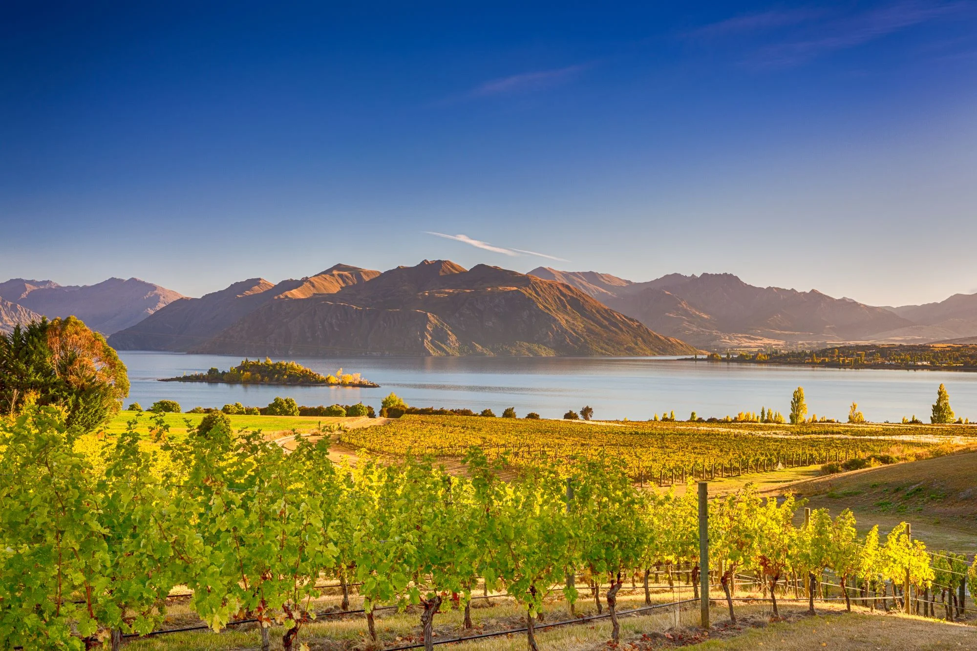 Scenic vineyard landscape with mountains and lake