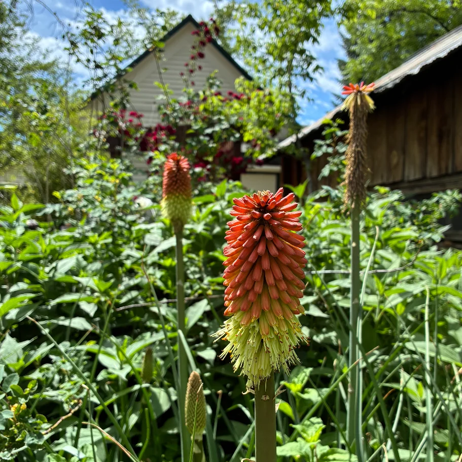 Colorful flowering plants in a lush garden with a house in the background.