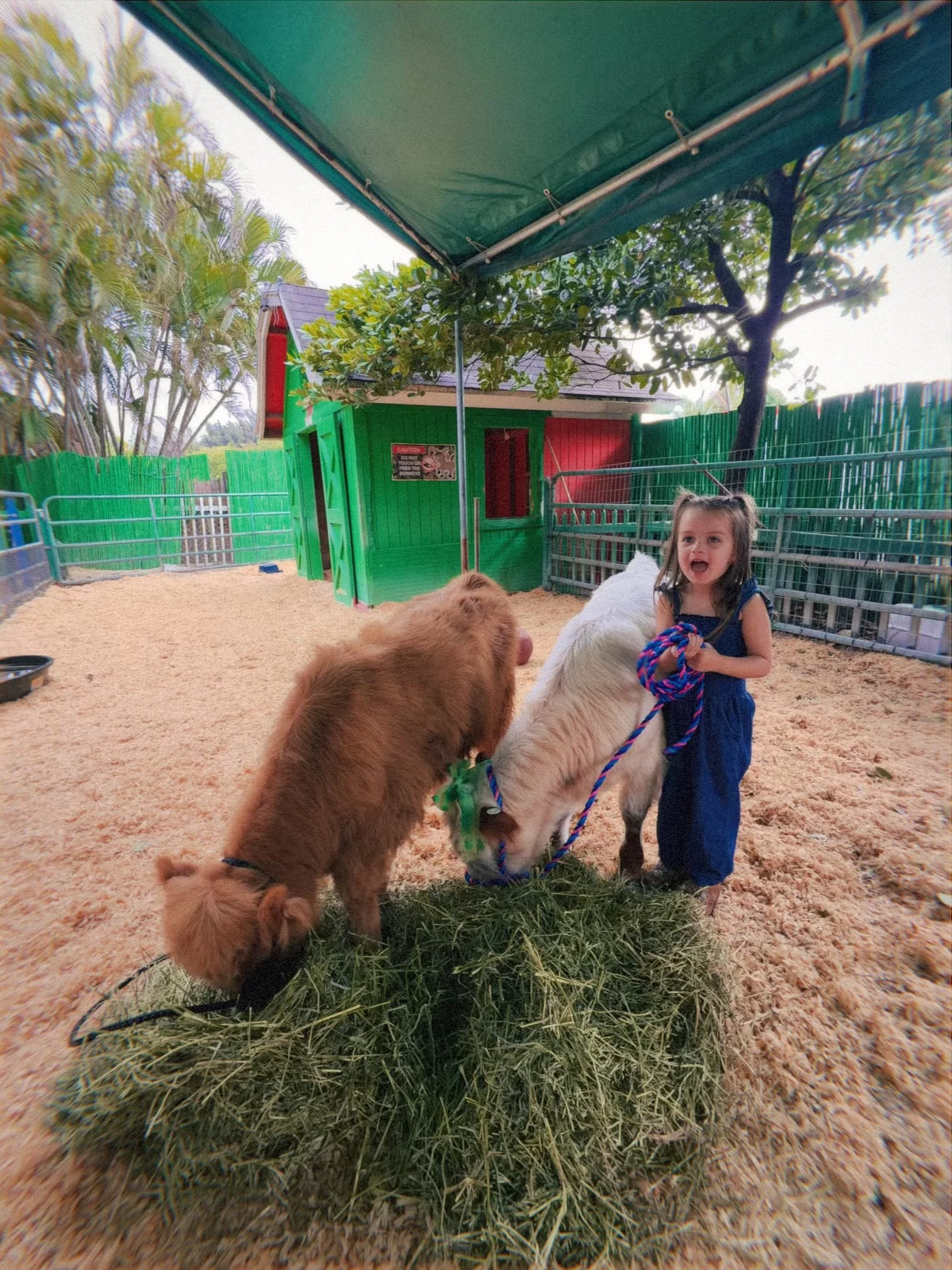 Child interacting with miniature cows in a vibrant petting zoo