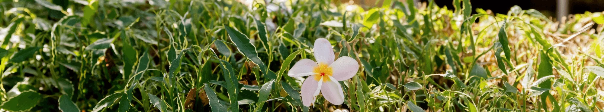 A field of grass with a single flower
