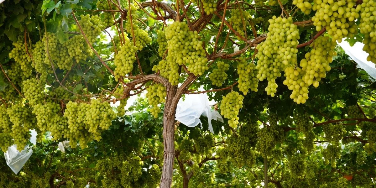 Online Shopping with green grapes on the vine