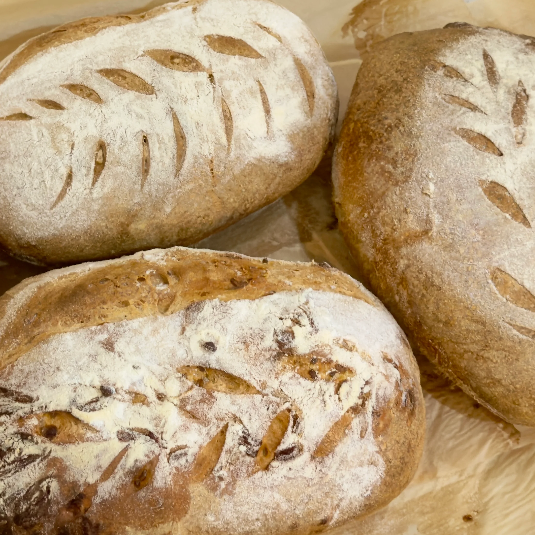 Artisan sourdough loaves with decorative scoring