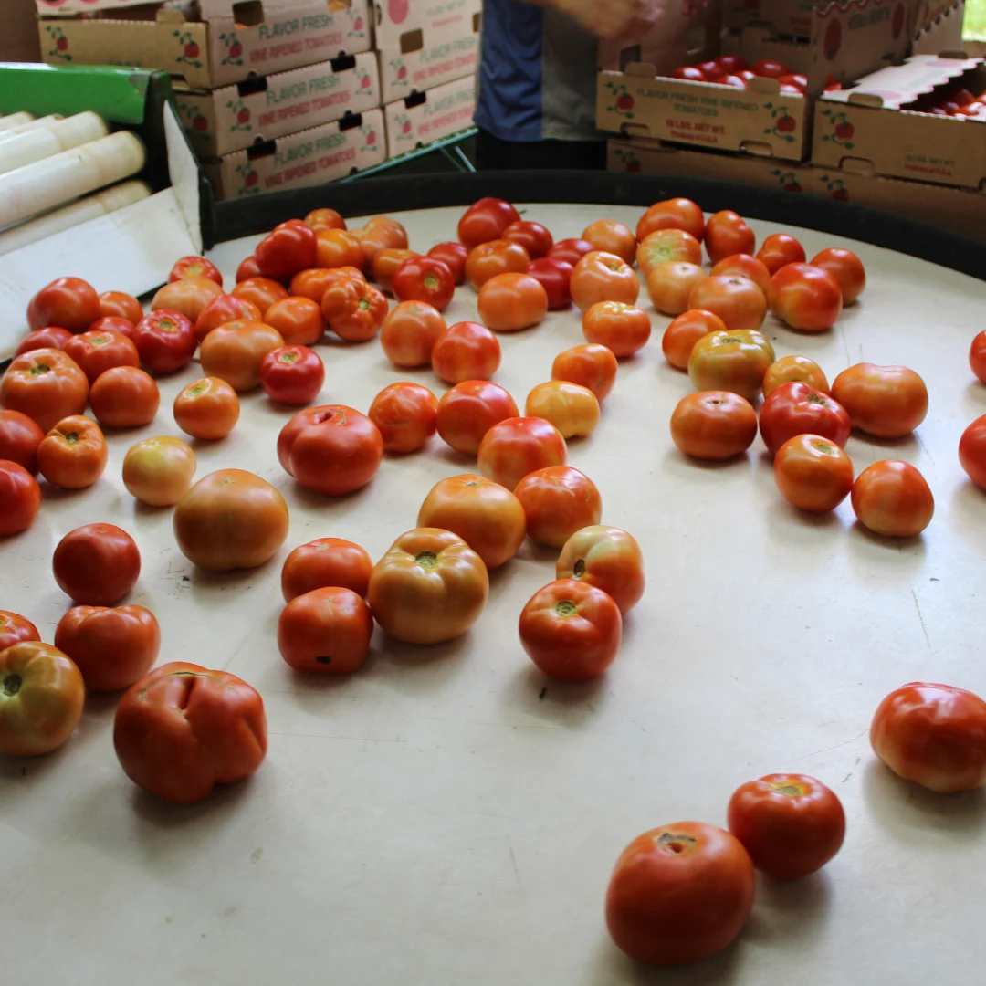 tomatoes on a grading tables