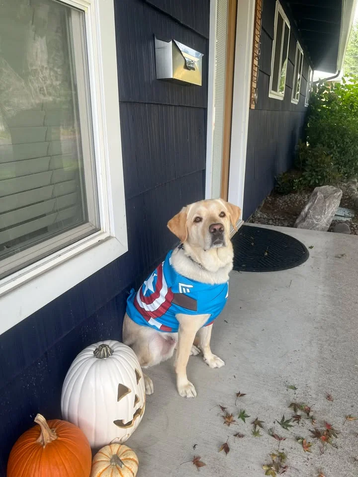 A dog sitting on a porch, wearing a colorful superhero-themed shirt. Nearby, there are decorative pumpkins to signify the autumn season.