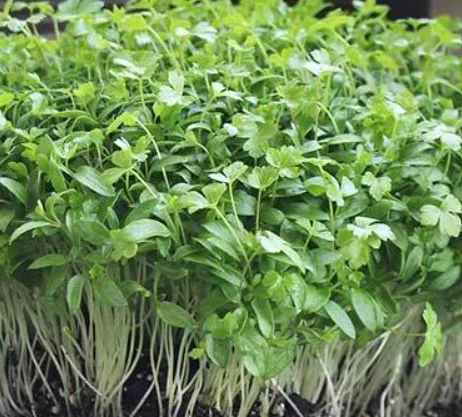 Fresh pea shoots, a vibrant addition to salads and dishes