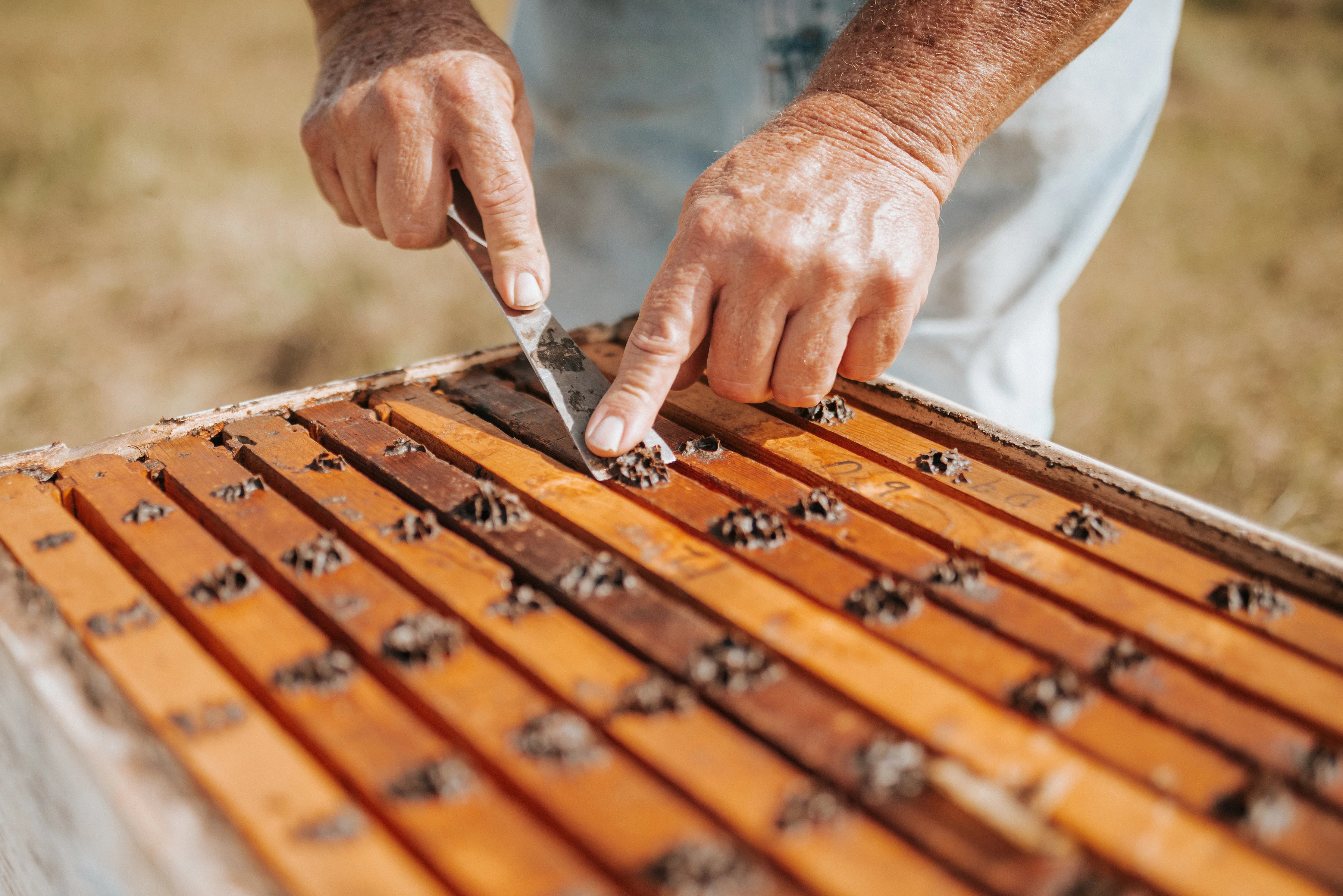 Beekeeper inspecting honeycomb frames in a hive