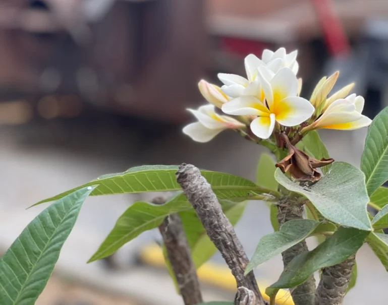 Plumeria flowers in focus with a rustic background