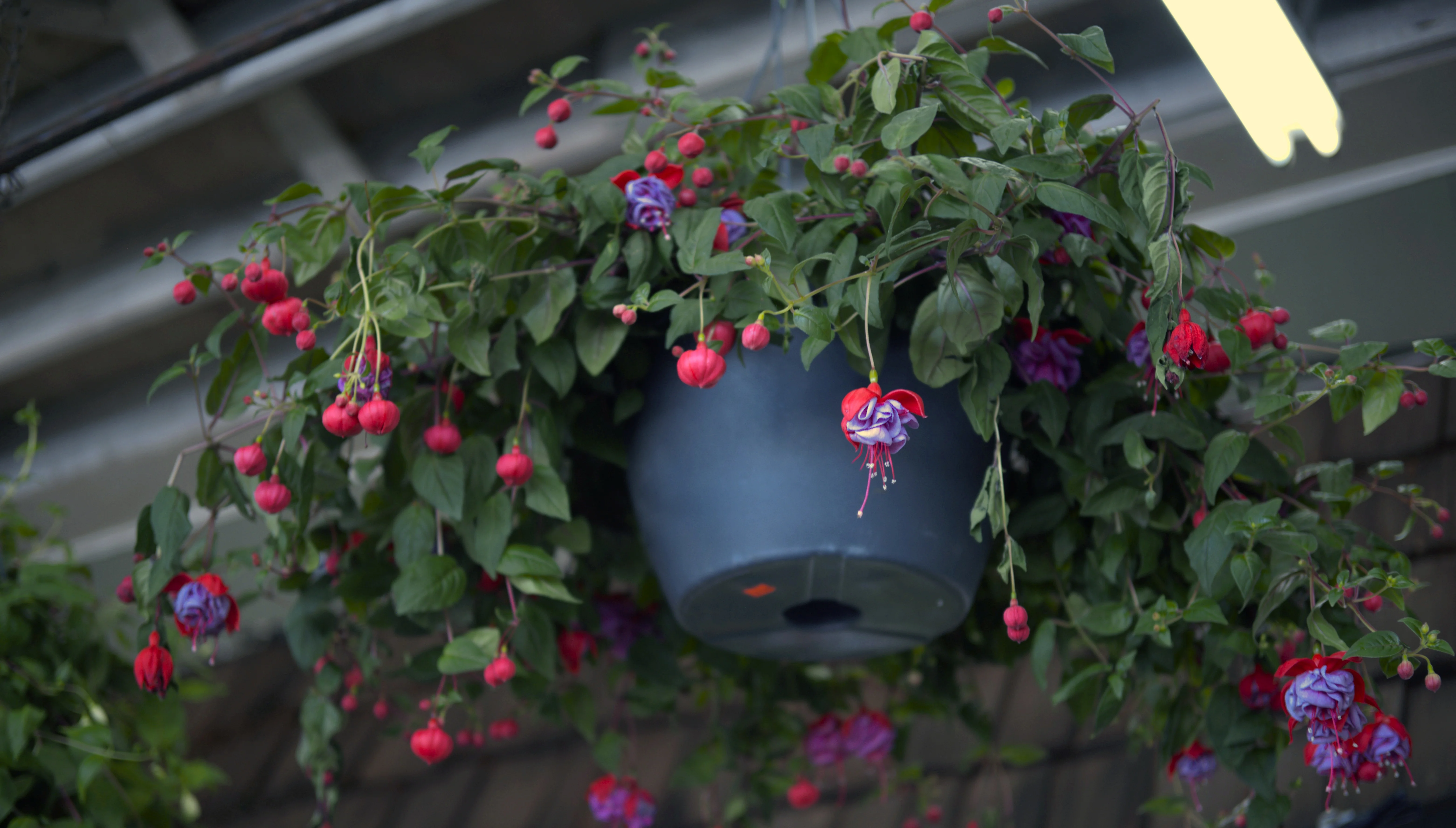Vibrant fuchsia and purple flowers hanging decoratively