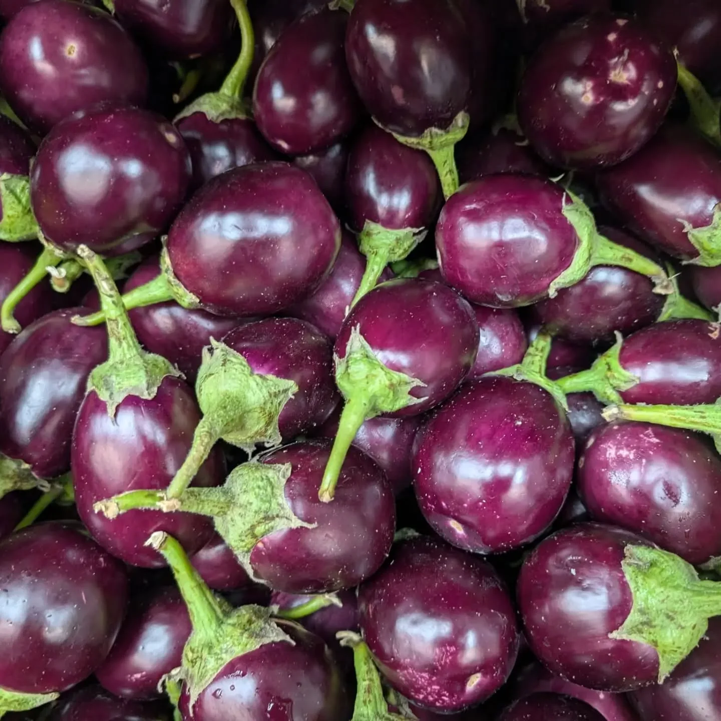 Fresh purple eggplants for Mediterranean dishes