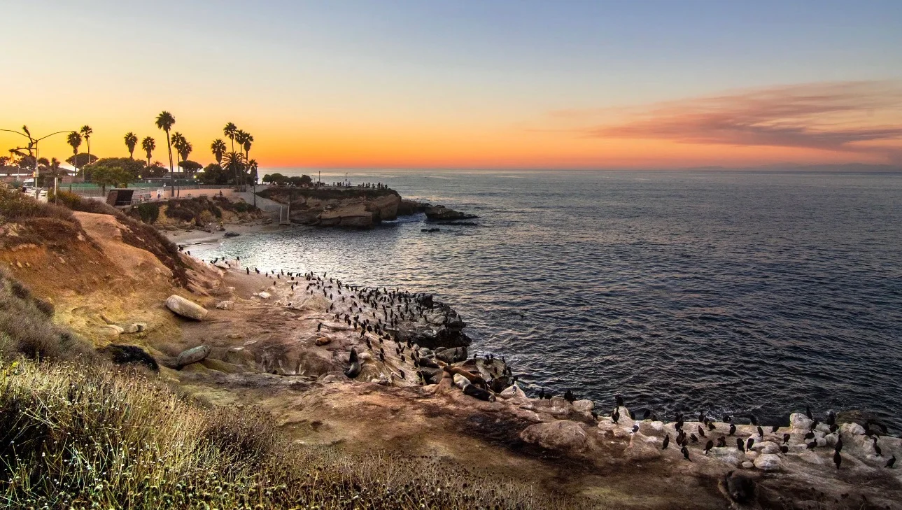Scenic coastal view at sunset with palm trees and ocean waves