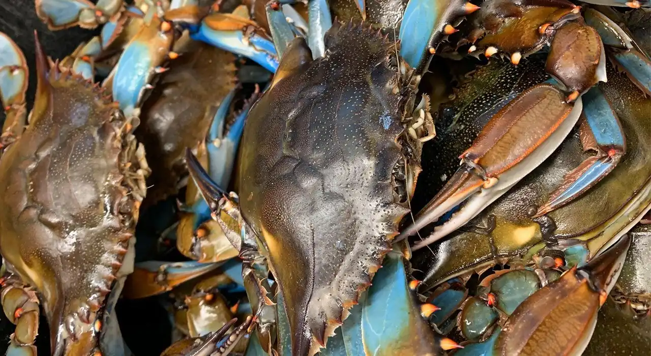 A restaurant chef preparing a dish