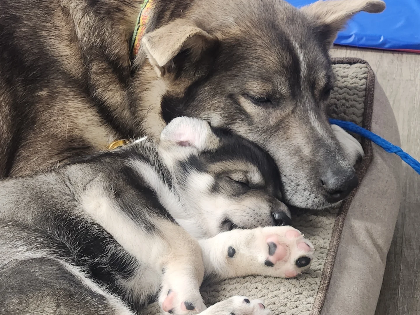Mama and Puppy
