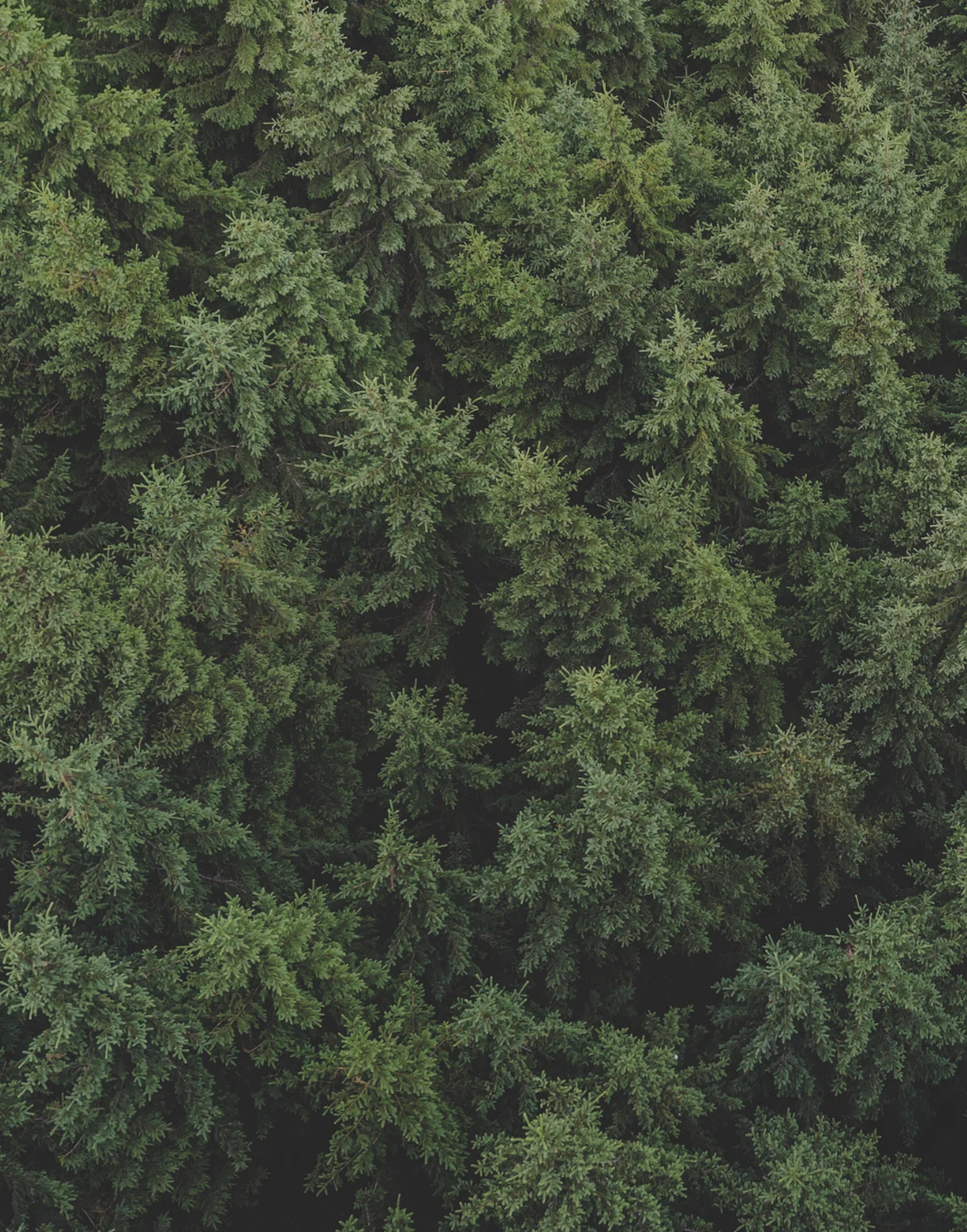 Lush green forest canopy from above