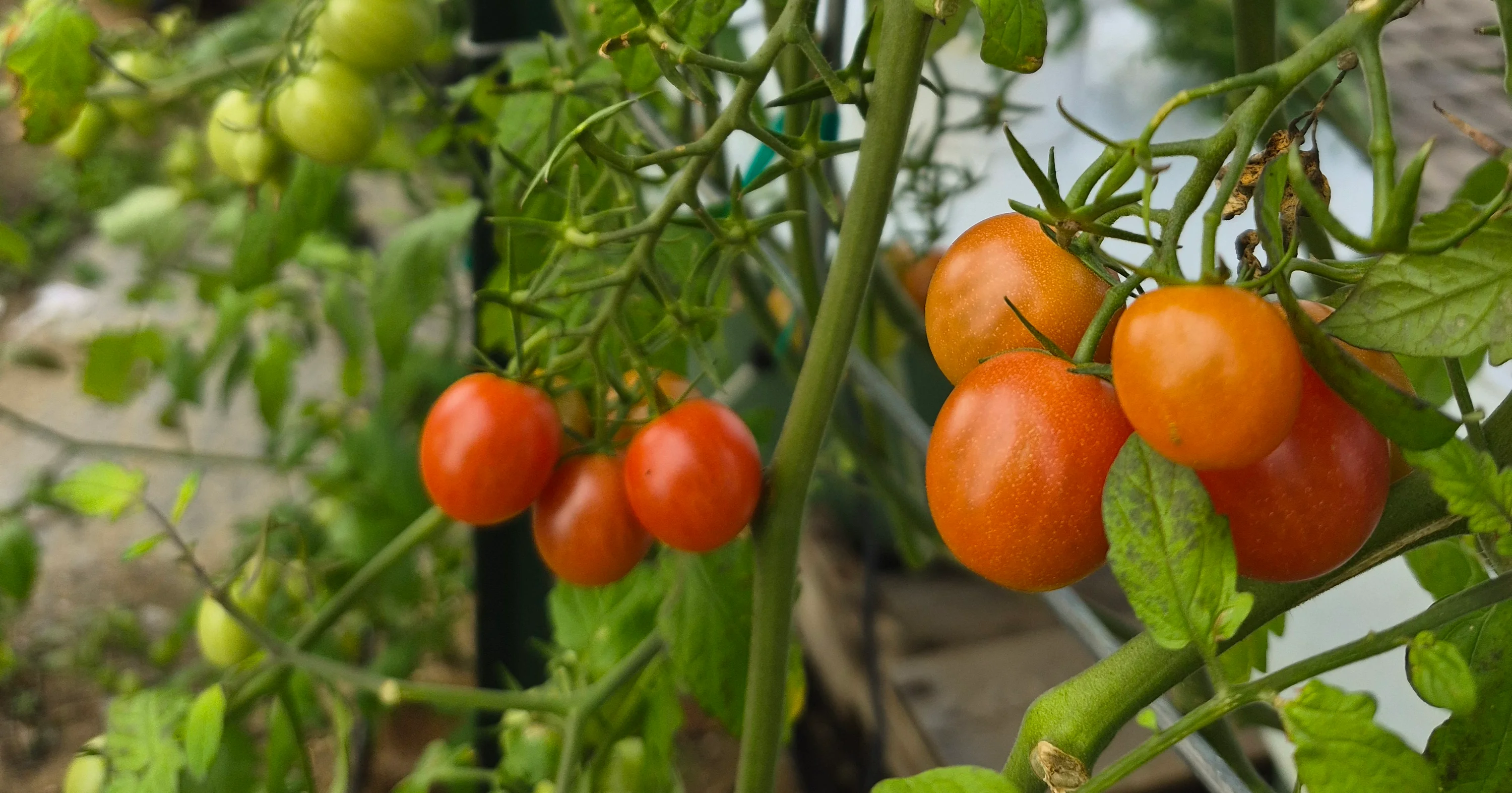 Urban Farm Tomatoes