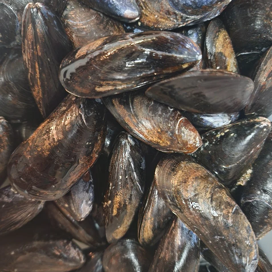 Fresh mussels ready for cooking in a seafood dish
