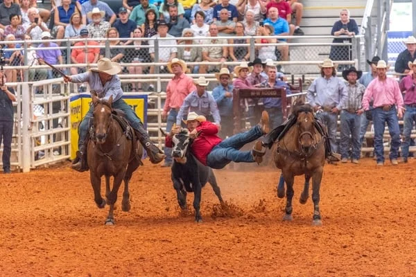 Cowboys competing in a rodeo event with horses and a calf