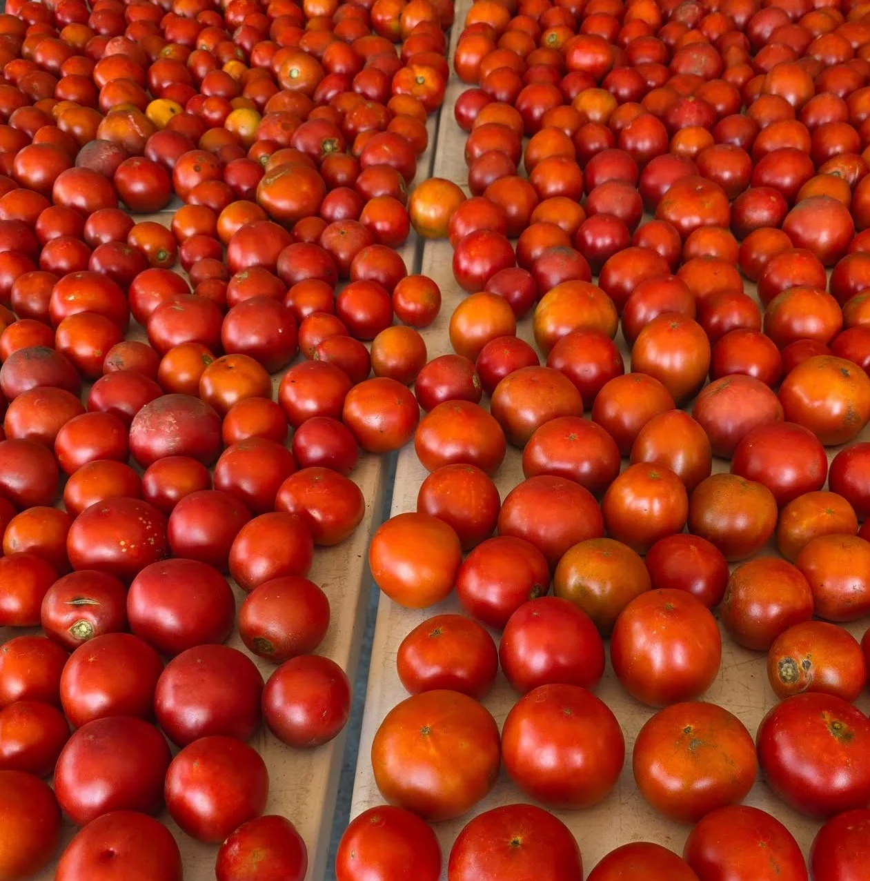 Freshly harvested tomatoes on display