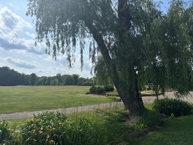 Lush green landscape with a willow tree and blue sky
