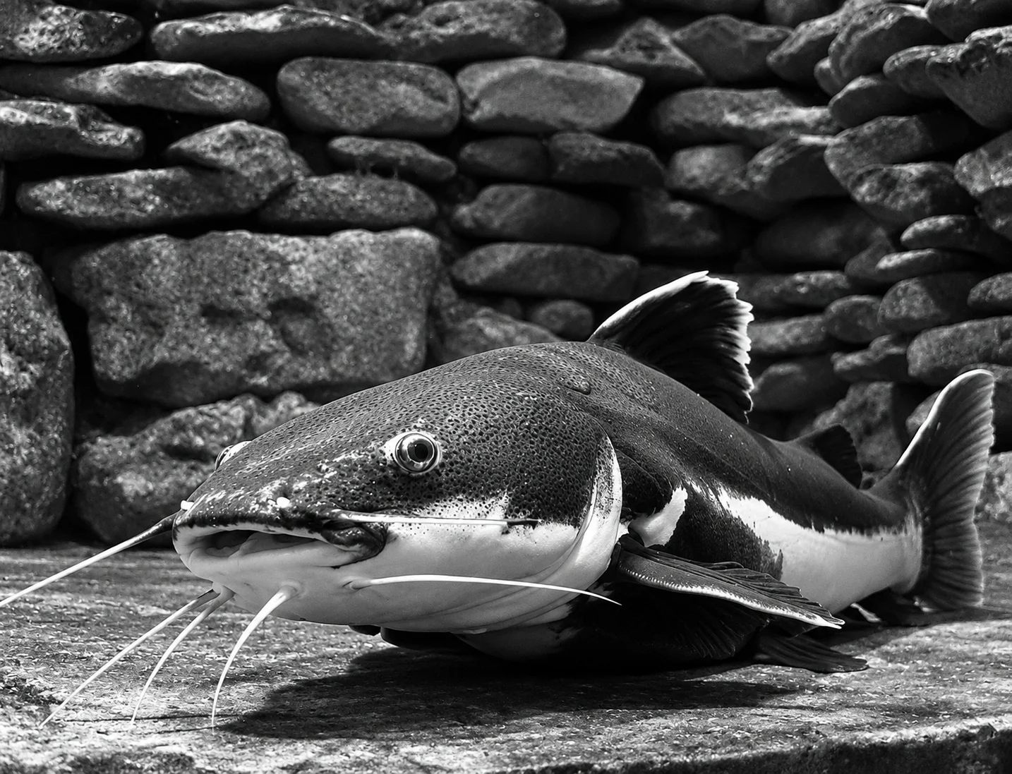 A close-up of a catfish resting on a surface, showcasing its distinctive whiskers and features against a stone background.