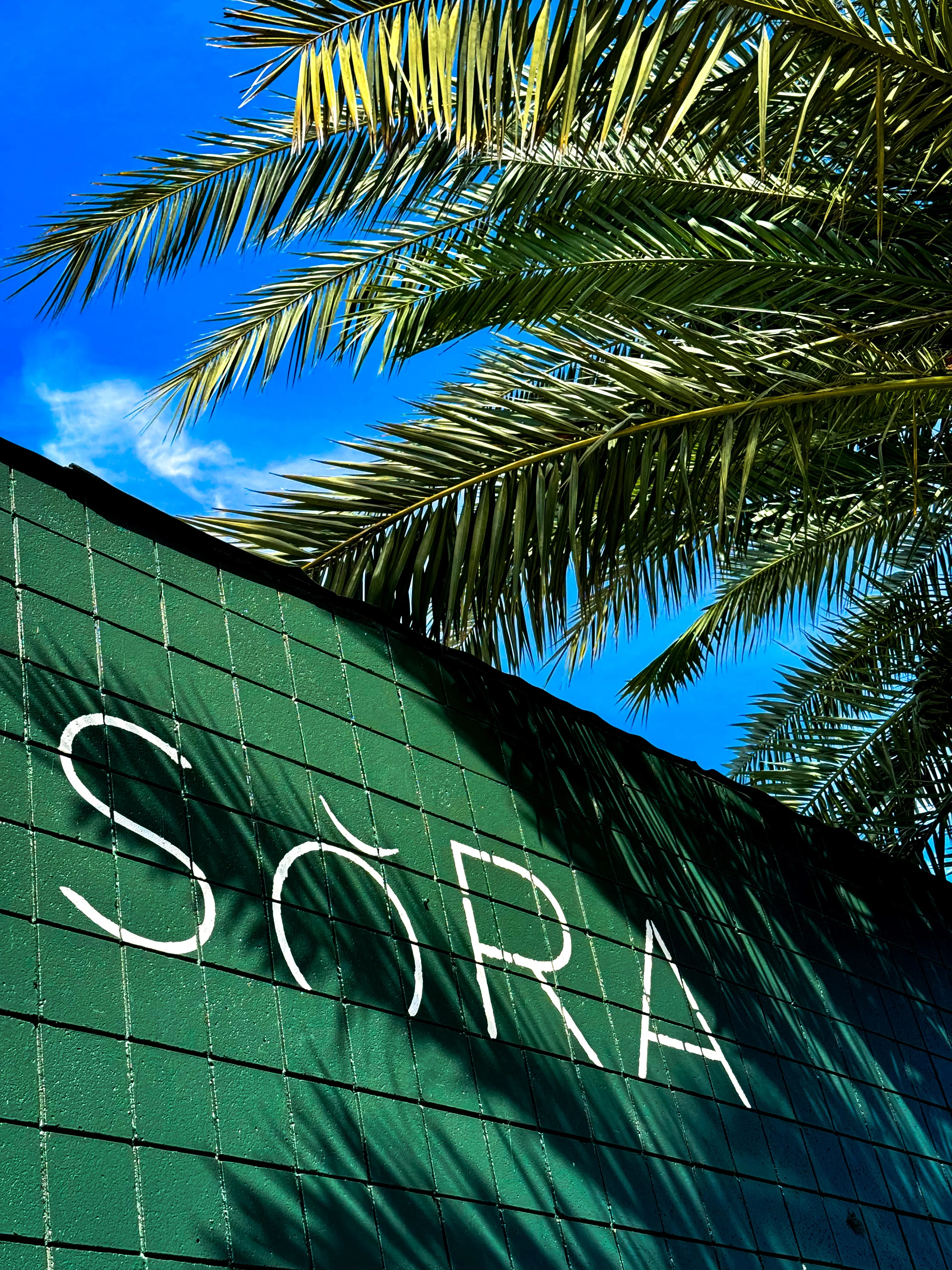 SORA outside view with palm tree and bright sky