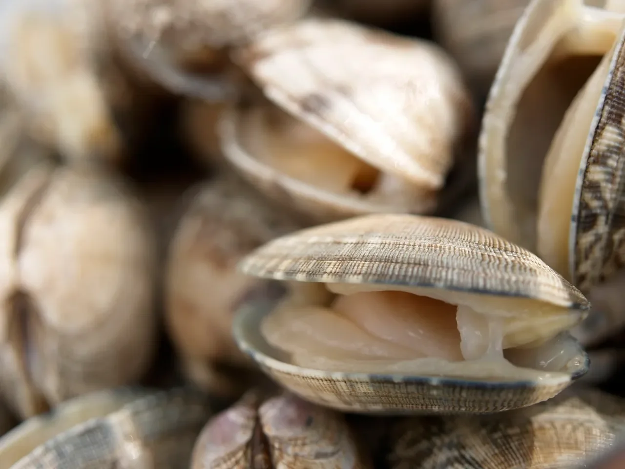 Freshly harvested clams ready for cooking