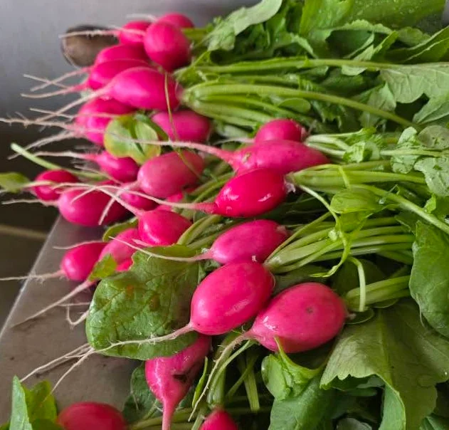 Freshly harvested pink radishes with green leaves