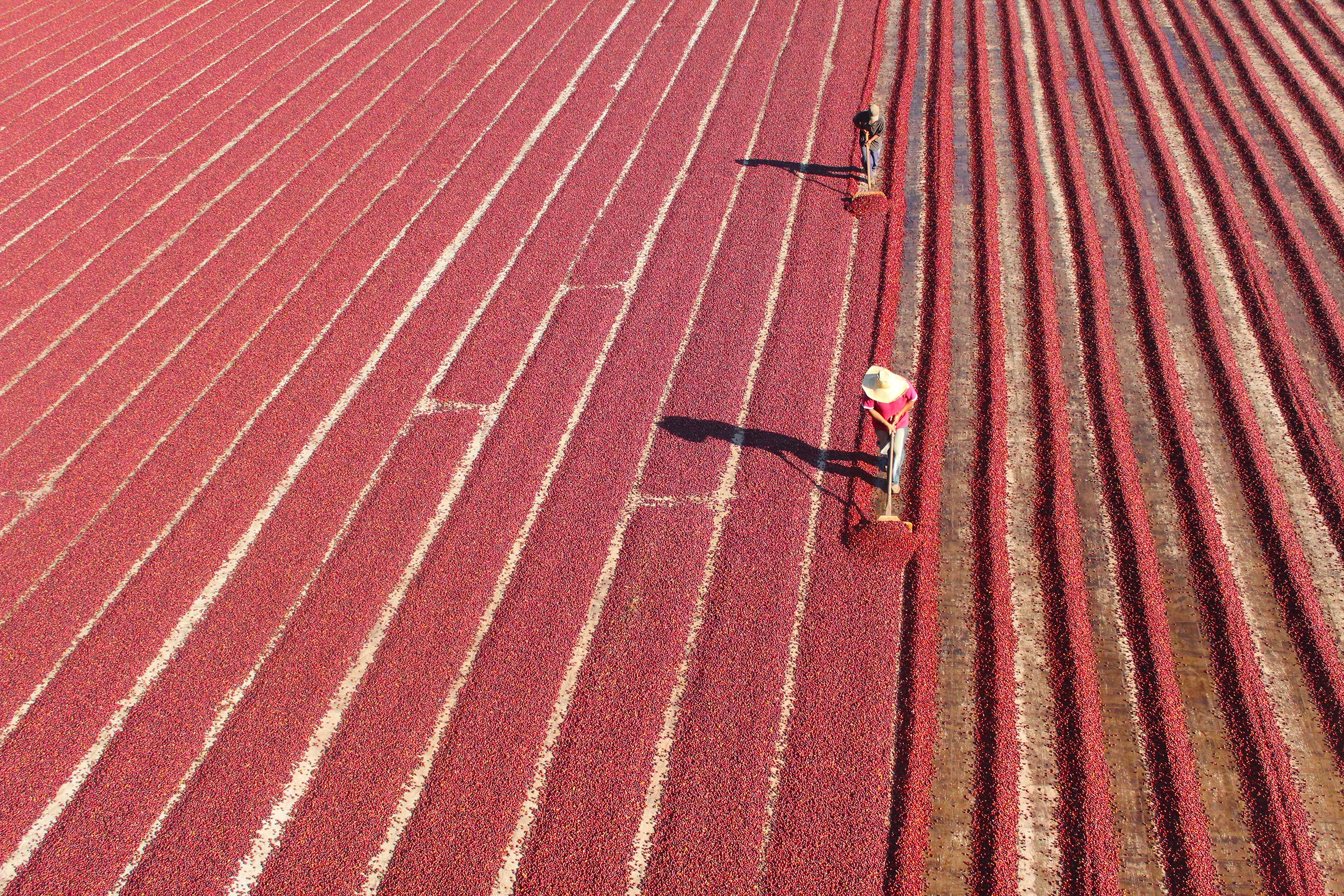 Harvesting cranberries in a vibrant field