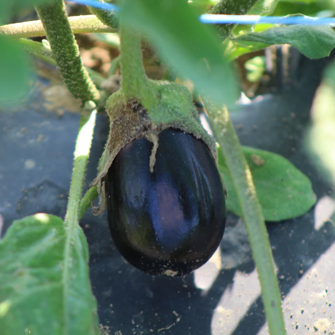 closeup picture of a small eggplant
