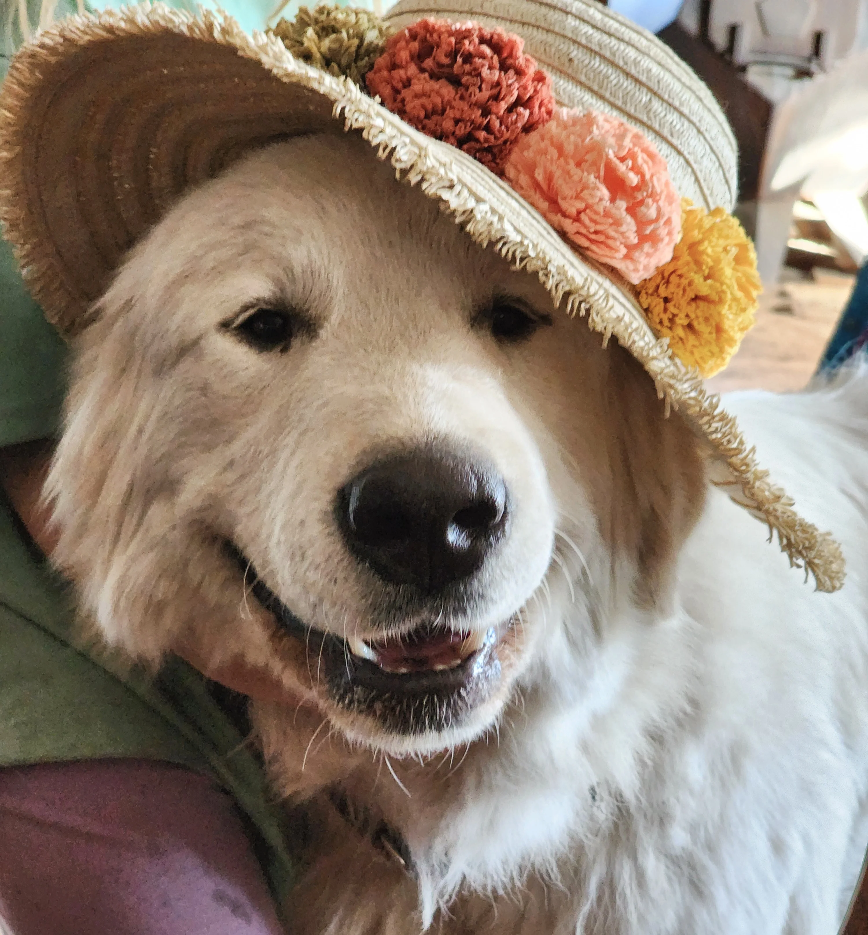 Happy dog wearing a floral sun hat