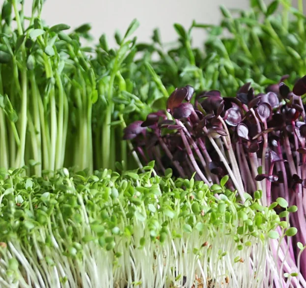 Fresh green sprouts growing in sunlight by a window