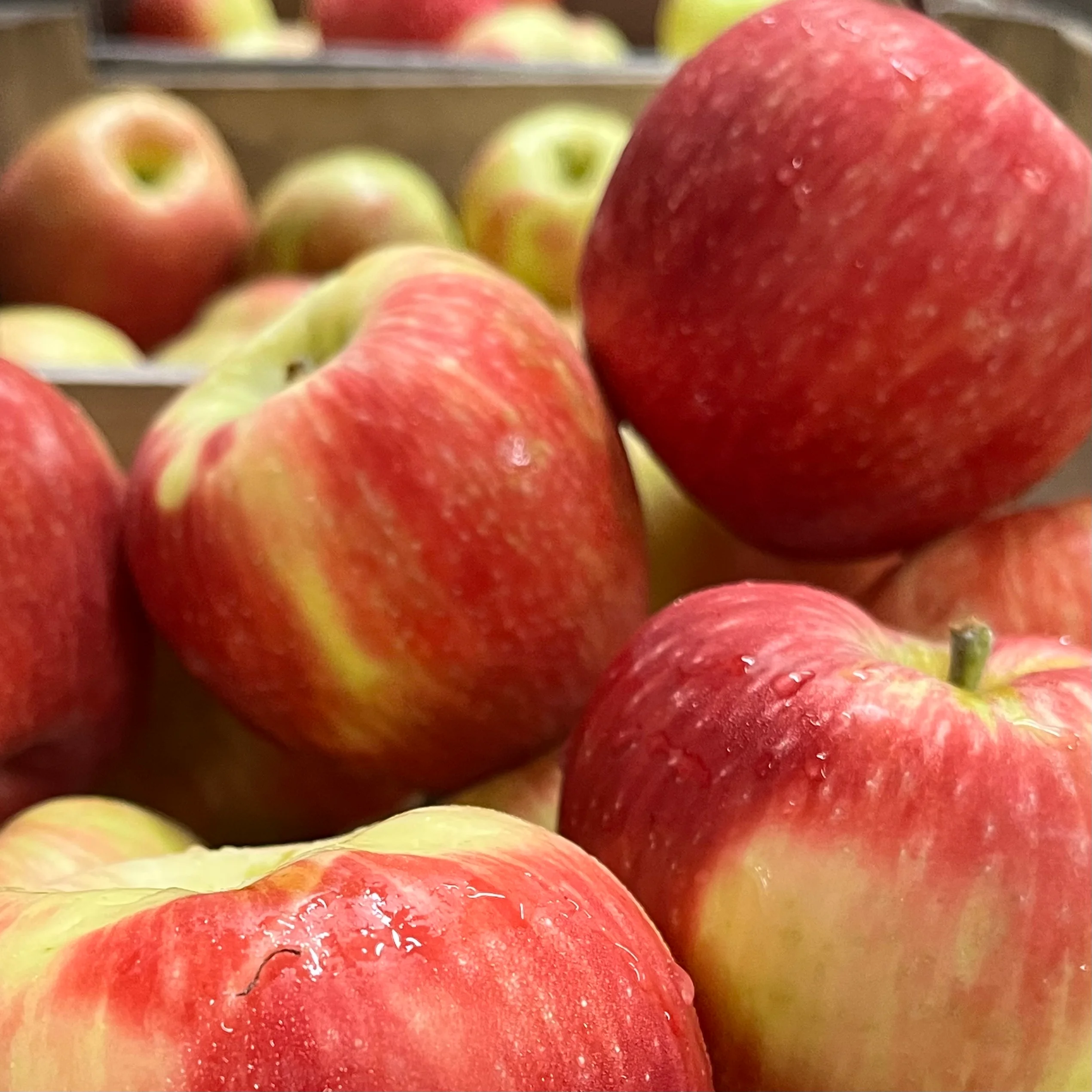 It's apple season!
