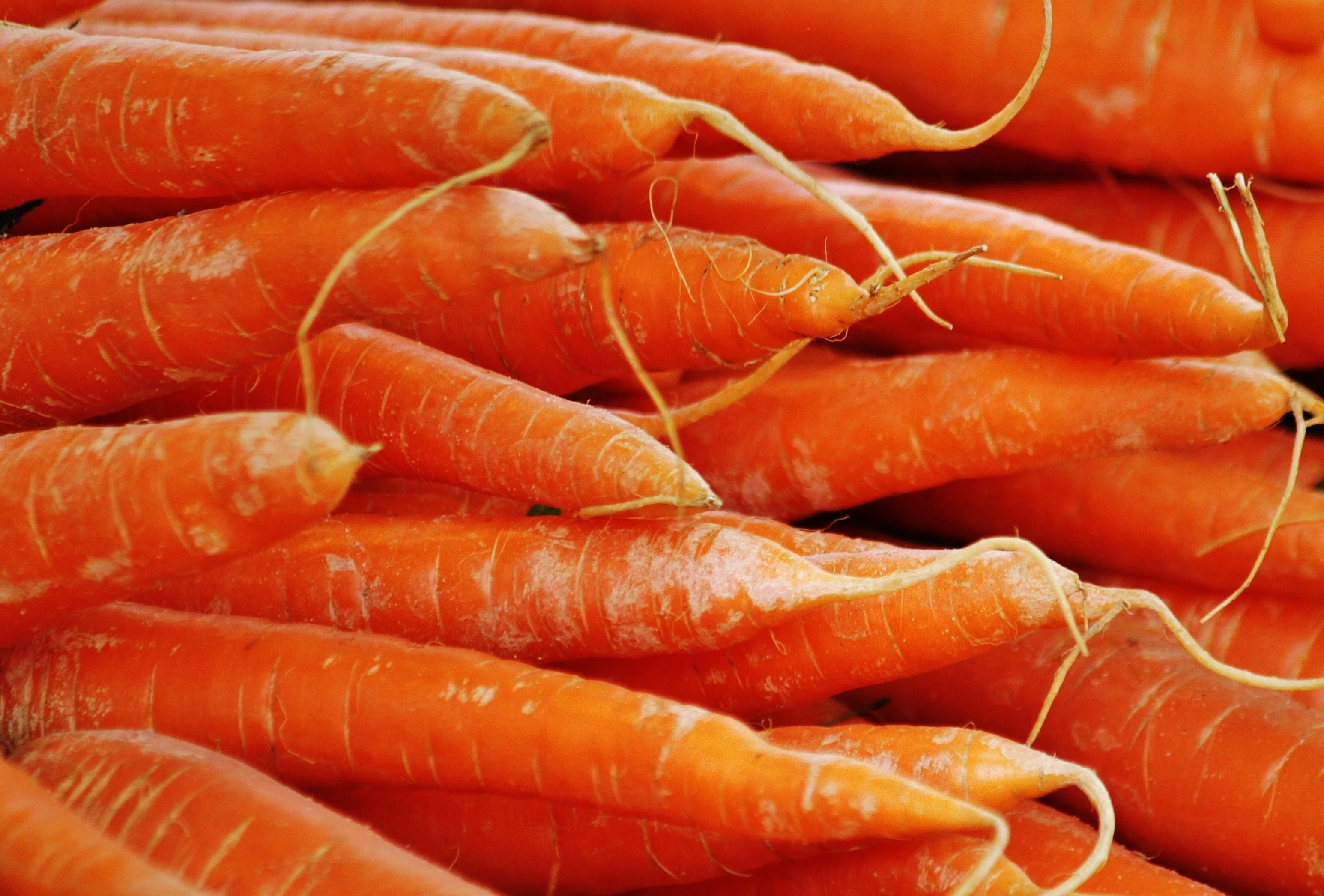 Fresh orange carrots piled together