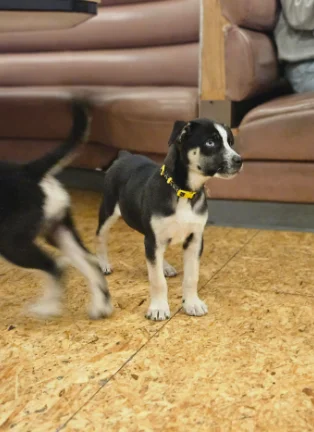 Playful puppy exploring a cozy restaurant interior