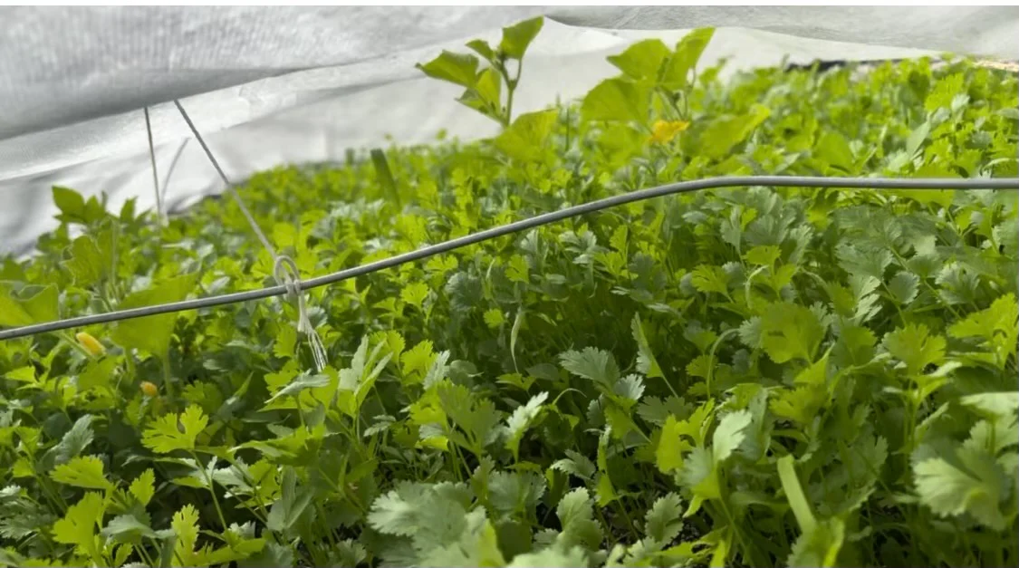 Fresh cilantro growing under protective cover