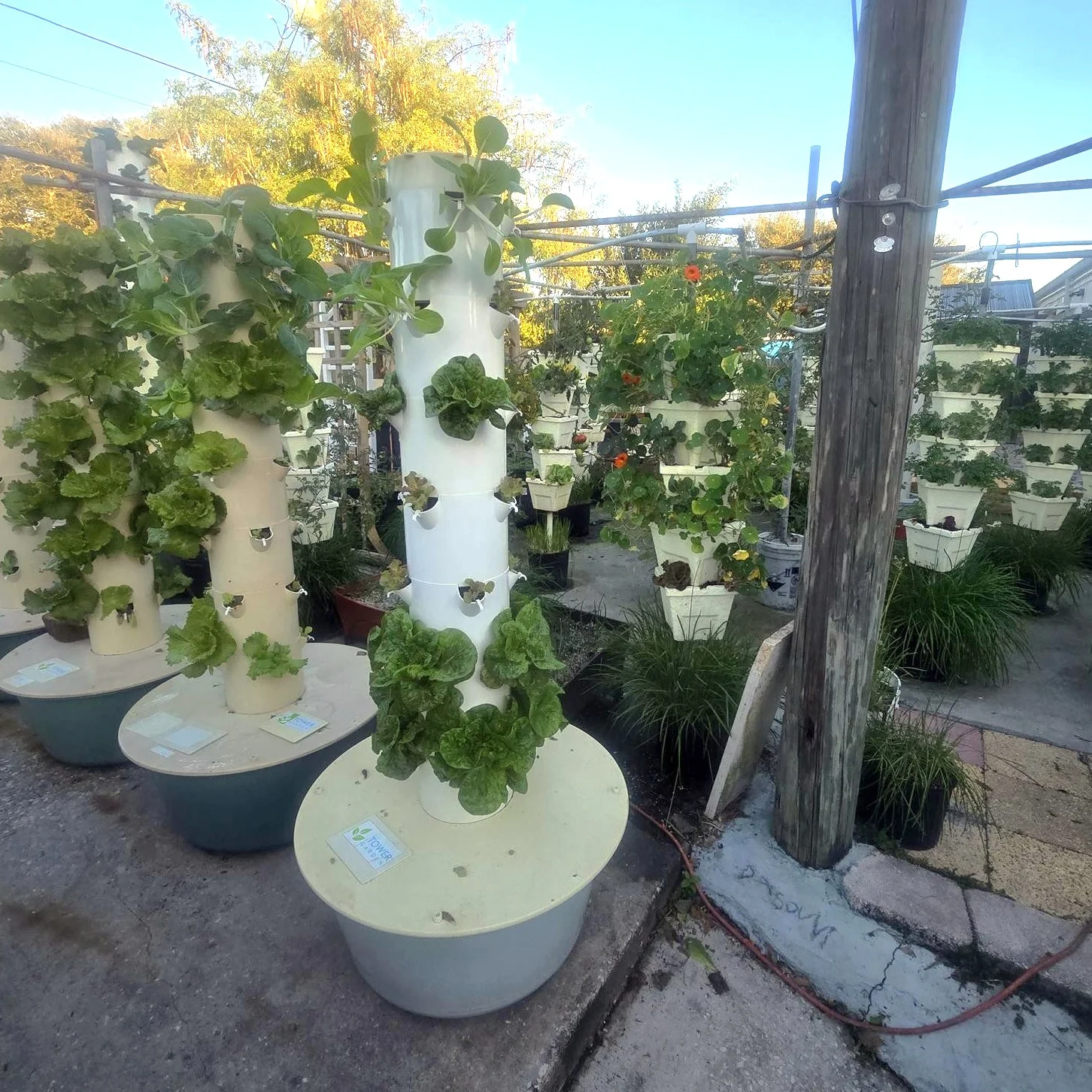 Vertical garden with fresh greens and herbs