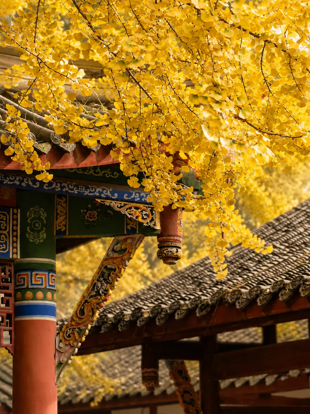 Golden ginkgo leaves cascading over traditional architecture