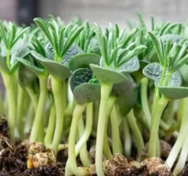 Fresh microgreens ready for culinary use in dishes