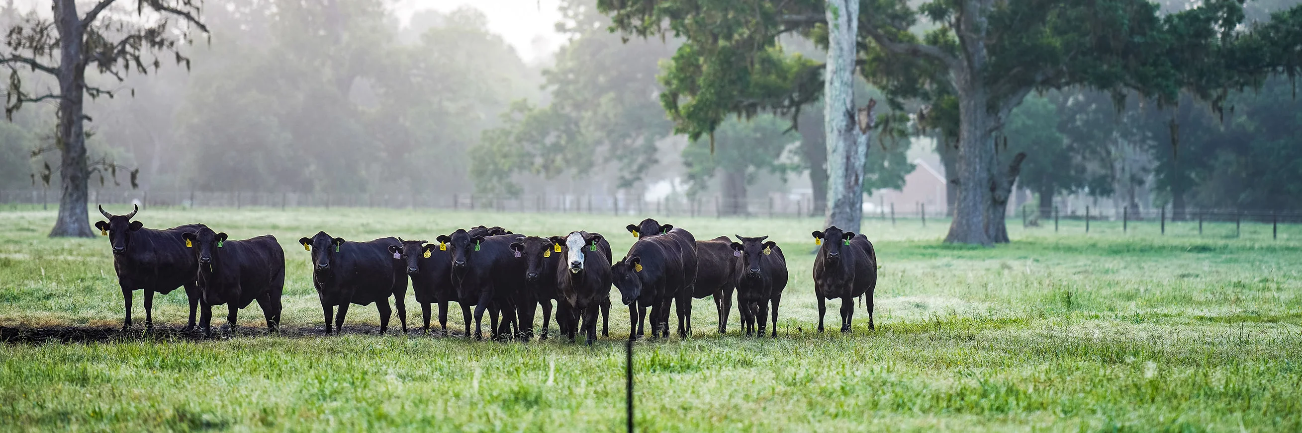 Herd of black cattle grazing in a misty pasture