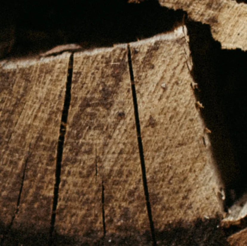 Stacked firewood logs for cozy fireplaces