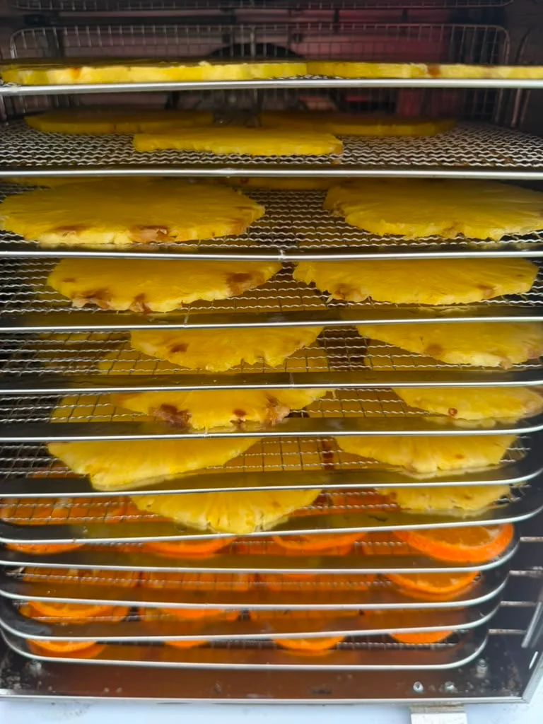 Dehydrated pineapple slices in a food dehydrator