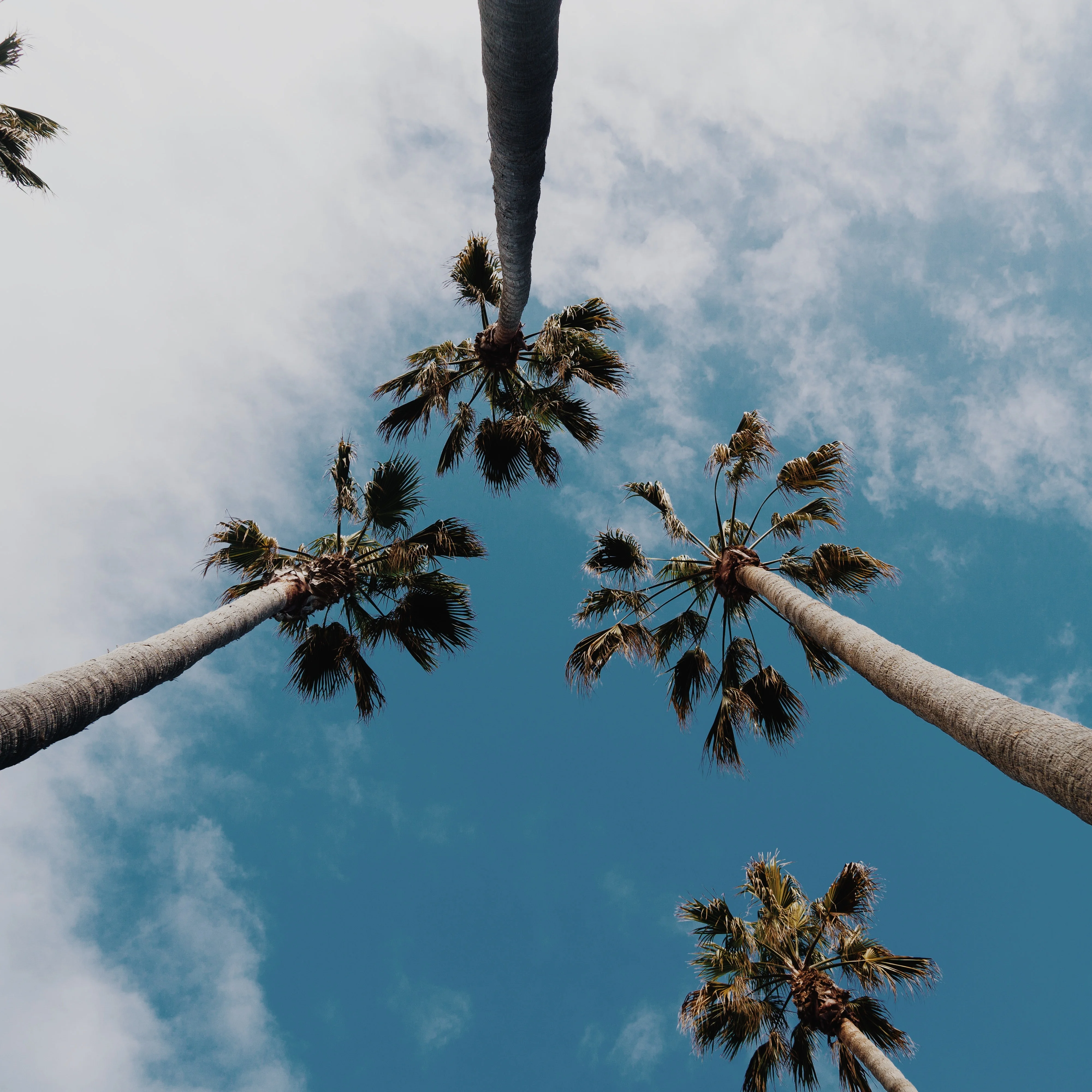 palm trees in the grayton beach, Florida sky